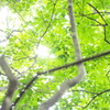 木漏れ日・・・うおっまぶしっ