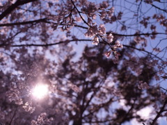 春を見上げる