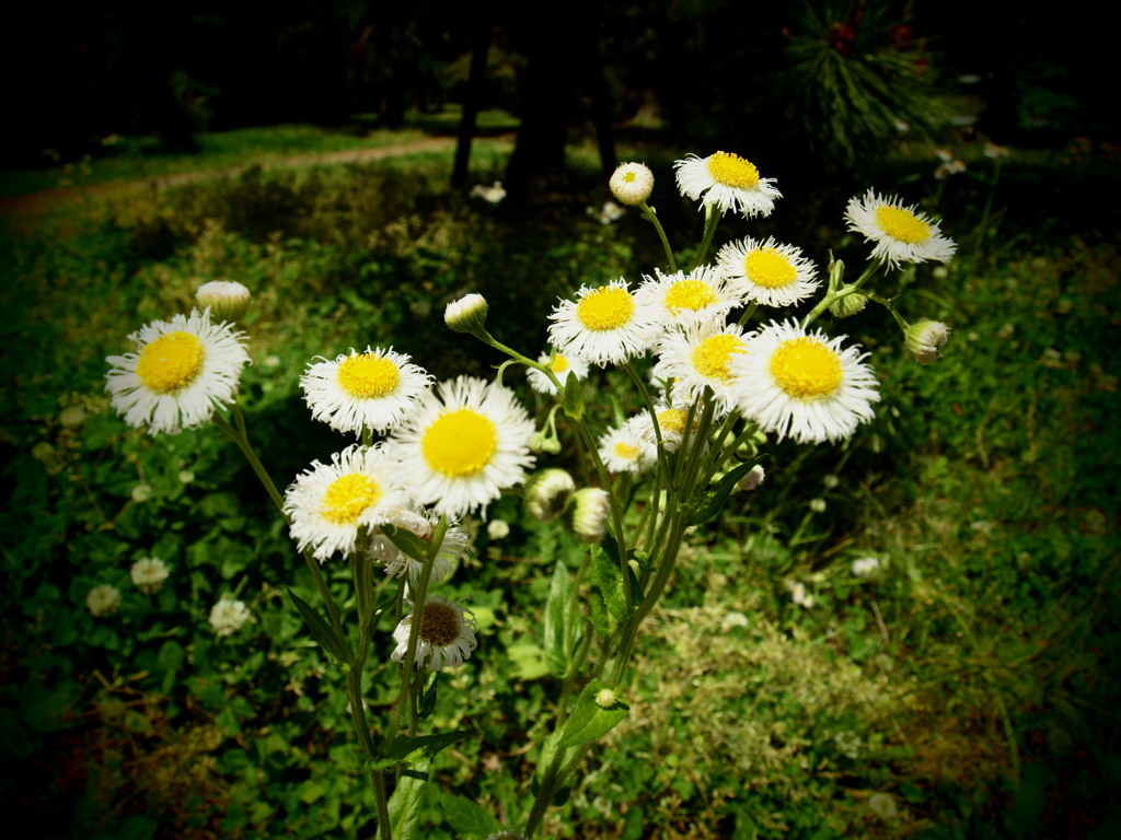 blooming