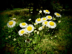 blooming