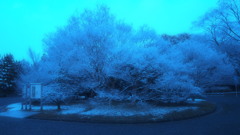 雪化粧