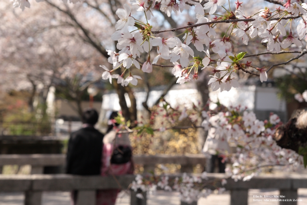 桜月に何想ふ 