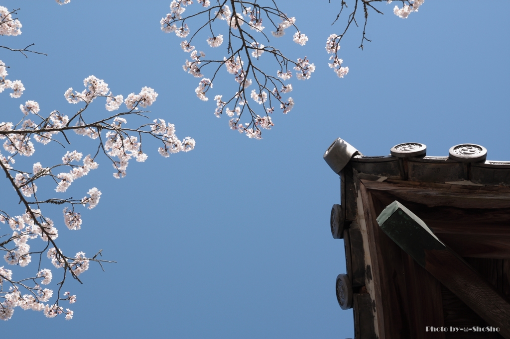 空、お寺、時々桜