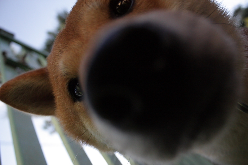愛犬