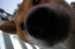 愛犬