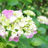 紫陽花
