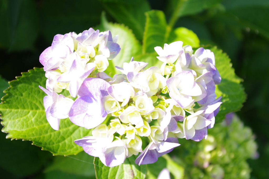 心温まる紫陽花