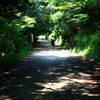 夏の山道