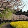 桜と菜の花