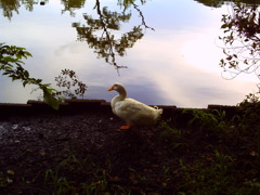Quack !