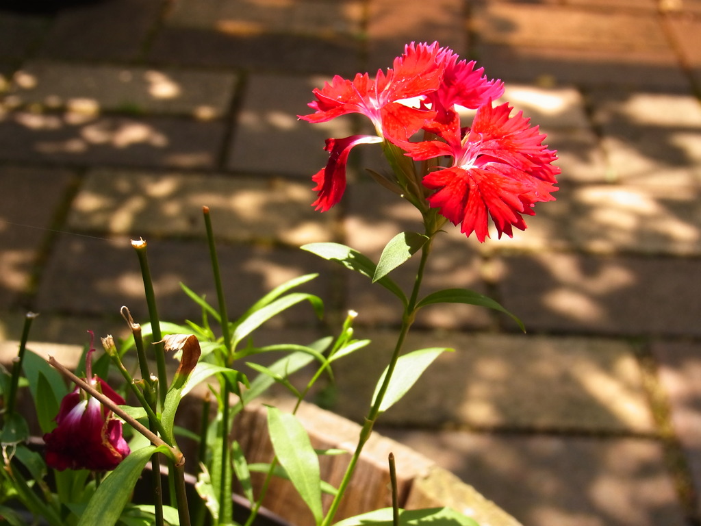 花の名は