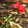 花の名は