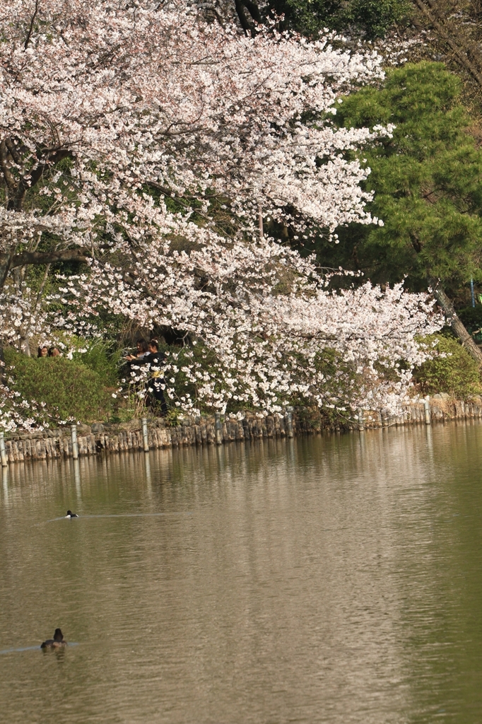 花見