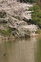 花見