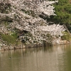 花見