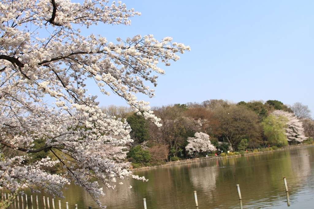 花見