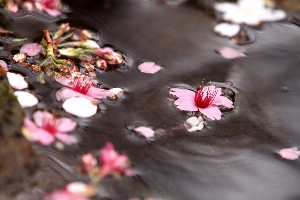 いつかの桜
