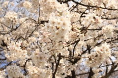 密集桜花