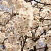 密集桜花