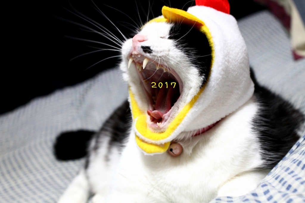 あけおめ用