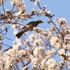 花見鳥