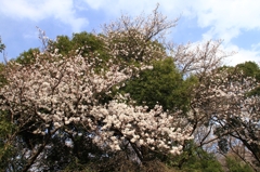 花見