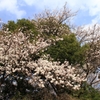 花見