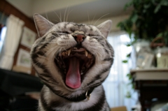 シャウト