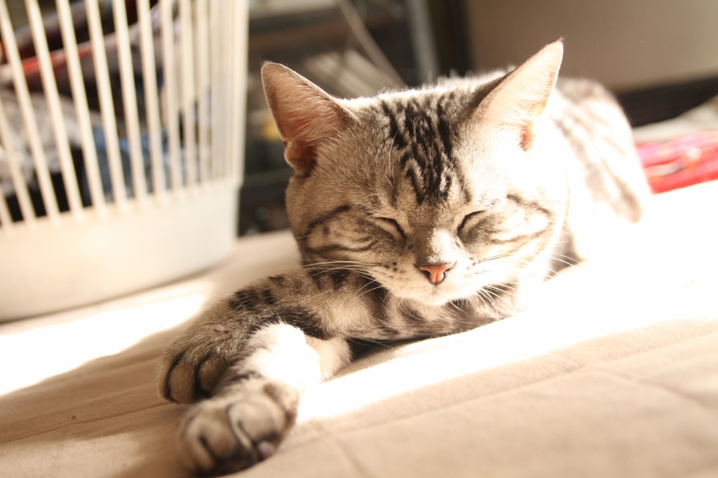 日向ぼっこ