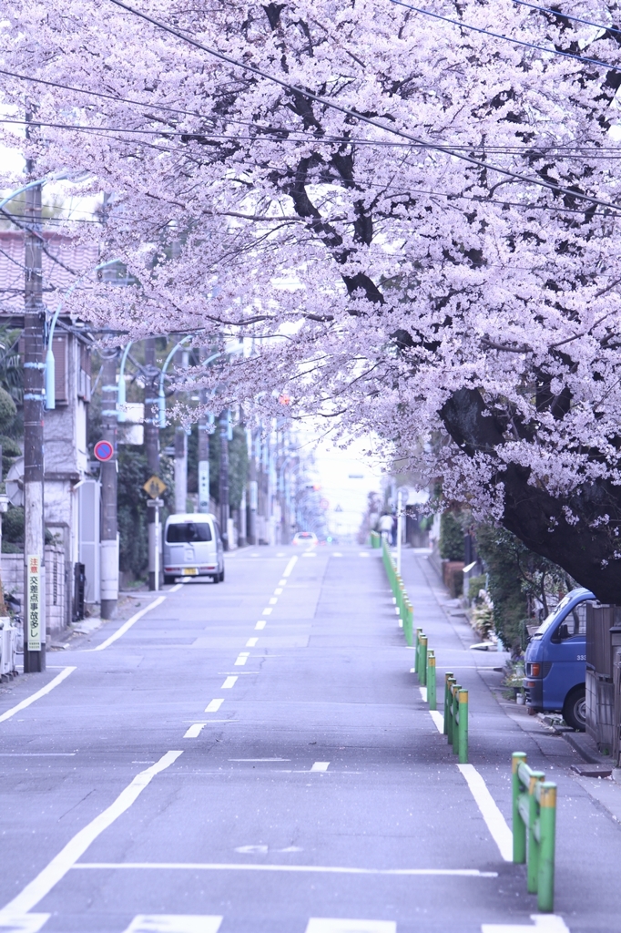 桜坂