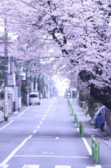 桜坂