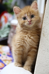 子猫