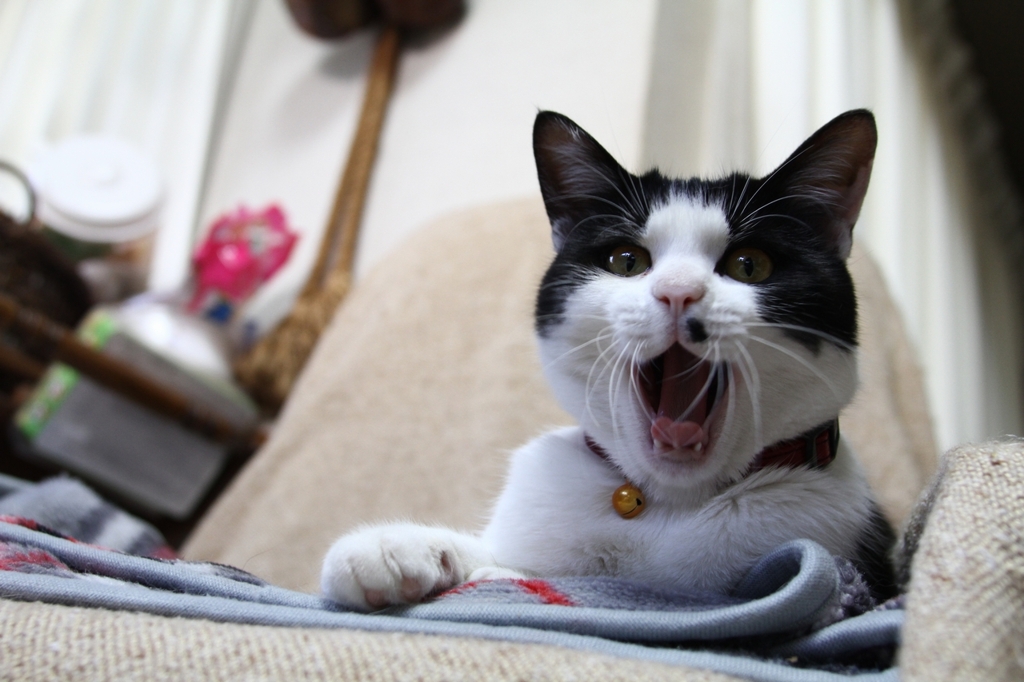 猫あくび