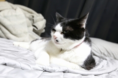 ねこ