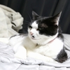 ねこ