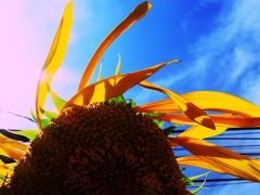 Sunflower Dance