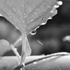 雨粒