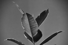gumtree