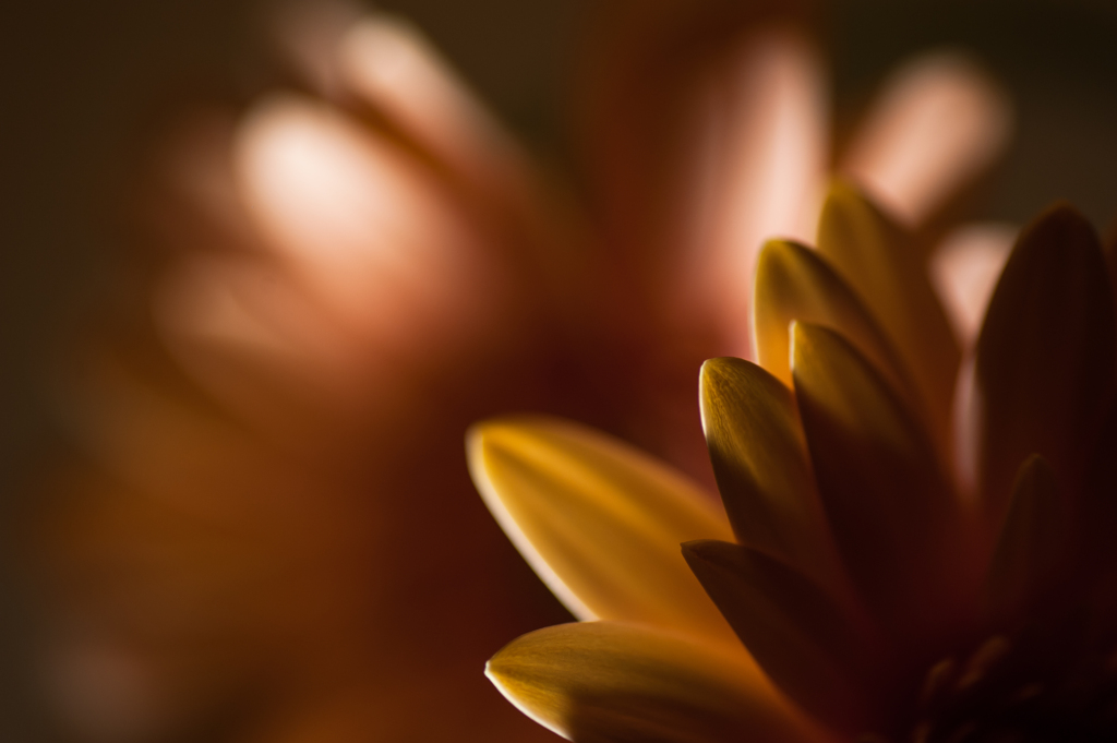 Petal