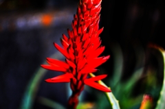 Red Plant