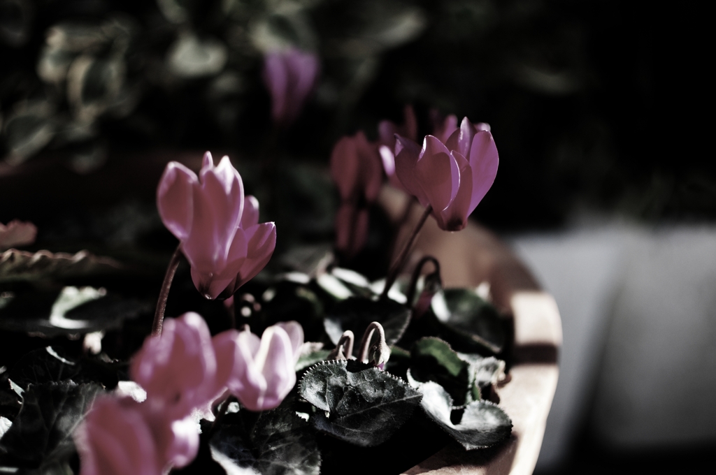 Blossom
