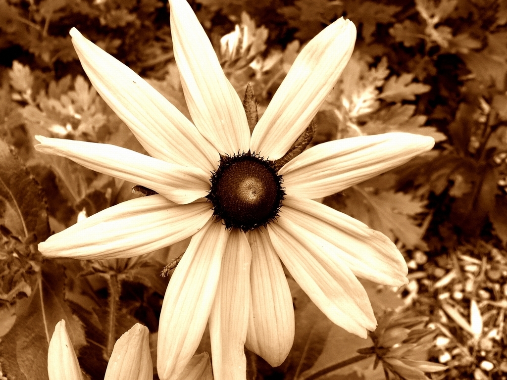 Sepia F