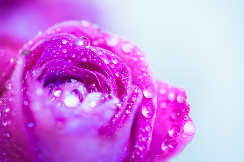 Rose Drops