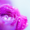 Rose Drops