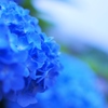 Hydrangea