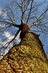 Huge Tree