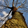 Huge Tree