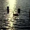 Canard