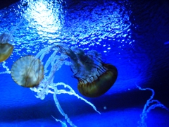 Jelly