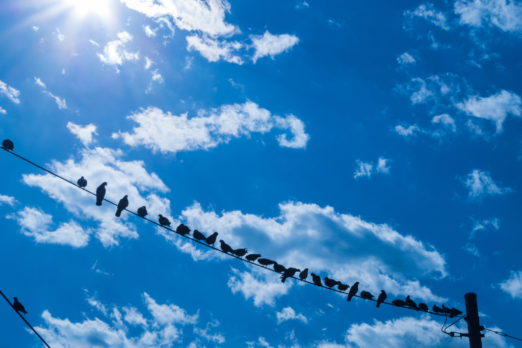 birds